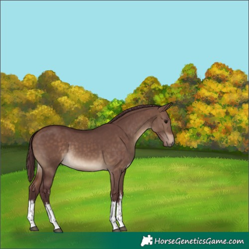 Horse Color:White Spotted Chocolate Brown Dun 