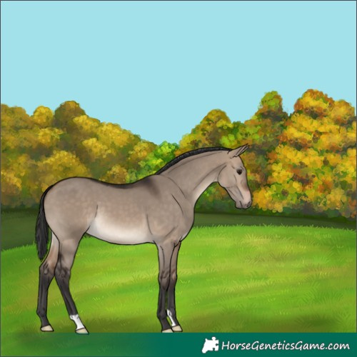 Horse Color:Brown Dun