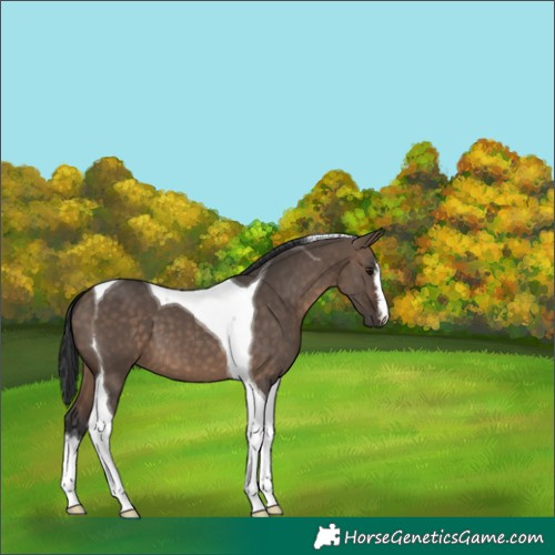 Horse Color:White Spotted Brown Dun Tobiano 