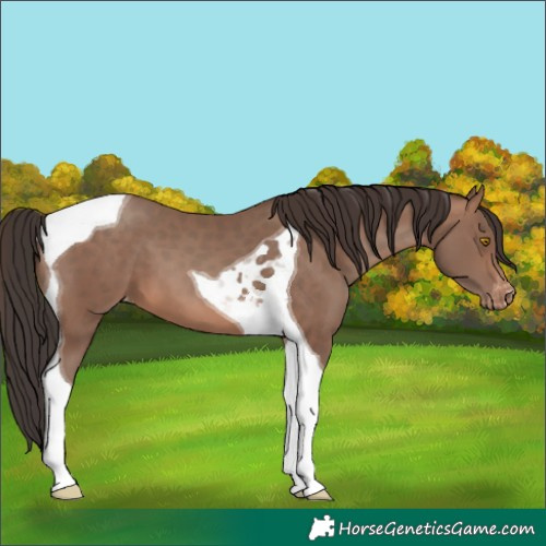 Horse Color:Sable Champagne Tobiano Appaloosa 