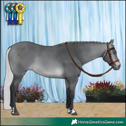 Horse Color:Silver Brown Chinchilla Rabicano 