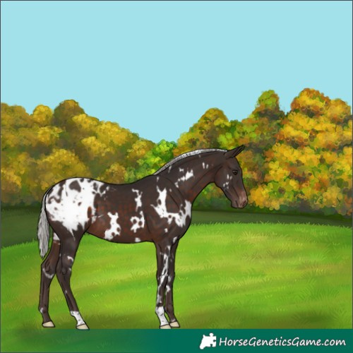 Horse Color:White Spotted Silver Brown Appaloosa 