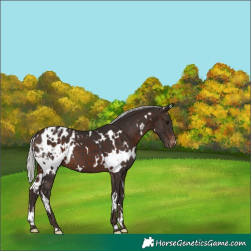 Horse Color:White Spotted Silver Brown Appaloosa 