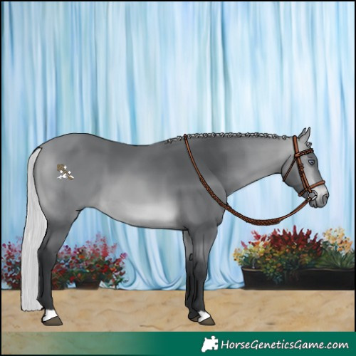 Horse Color:Silver Bay Chinchilla 