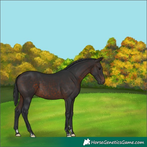 Horse Color:Brown 