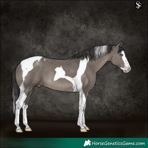 Horse Color:Grullo Splash Tobiano Appaloosa Rabicano 
