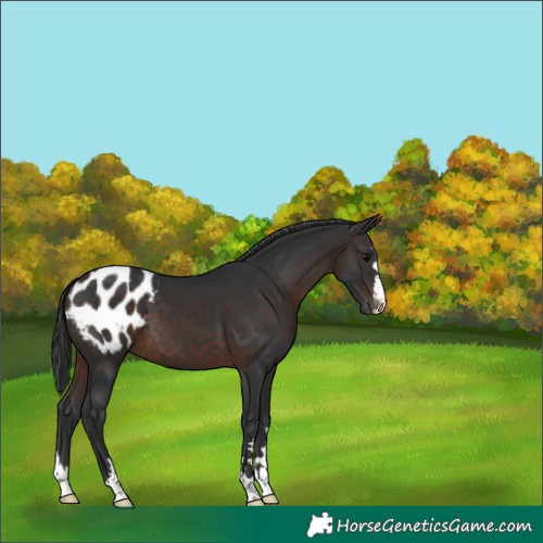 Horse Color:Brown Appaloosa