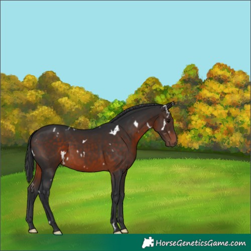 Horse Color:White Spotted Brown 