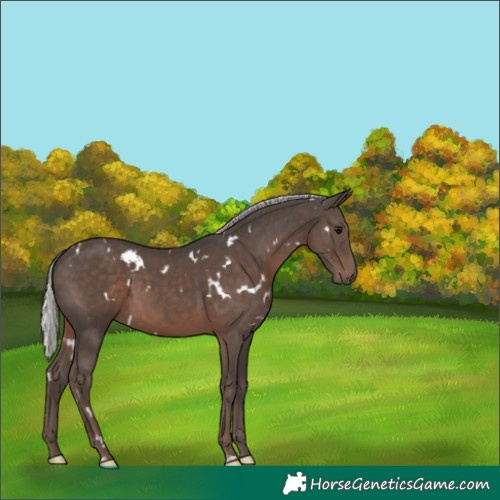 Horse Color:White Spotted Silver Black 
