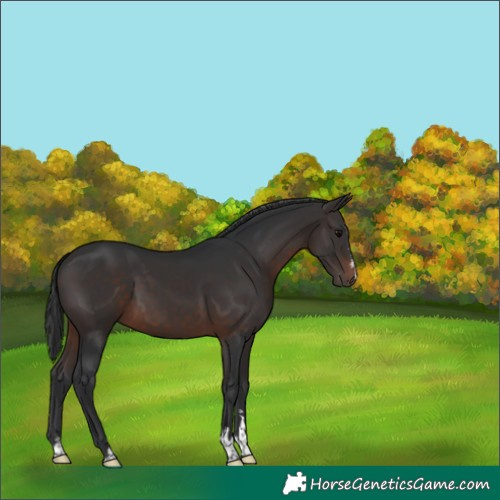 Horse Color:Brown 