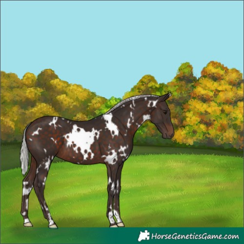 Horse Color:White Spotted Silver Brown 