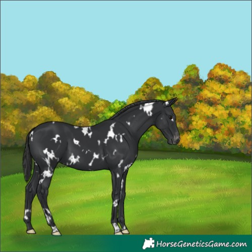 Horse Color:White Spotted Black Varnish 