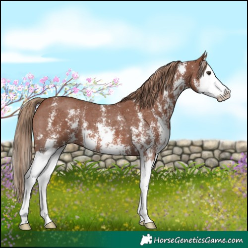 Horse Color:Chestnut Sabino Splash