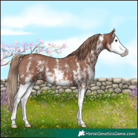 Horse Color:Chestnut Sabino Splash 