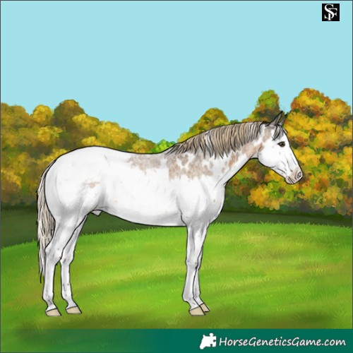 Horse Color:White Spotted Chocolate Palomino Roan Splash Appaloosa 
