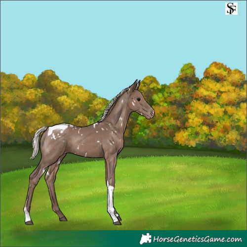 Horse Color:White Spotted Silver Black Tobiano Appaloosa 