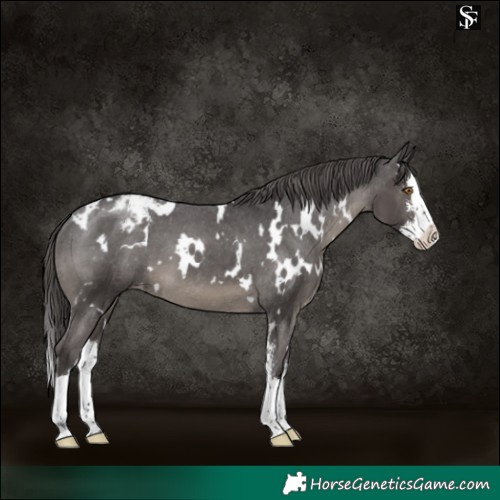 Horse Color:White Spotted Smoky Black Sabino Splash Snowcap 