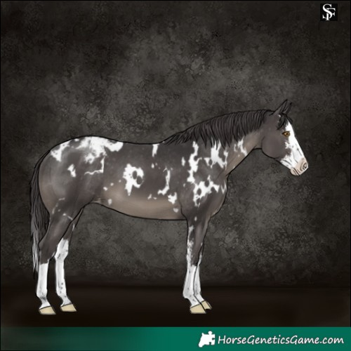 Horse Color:White Spotted Smoky Black Sabino Splash Appaloosa 