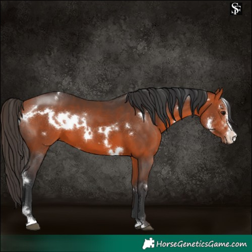 Horse Color:White Spotted Bay Sabino 