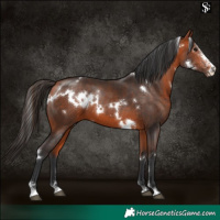 Horse Color:White Spotted Bay Sabino 