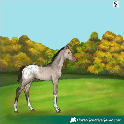 Horse Color:Brown Dun Tobiano Appaloosa 