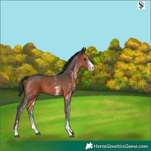 Horse Color:White Spotted Brown 