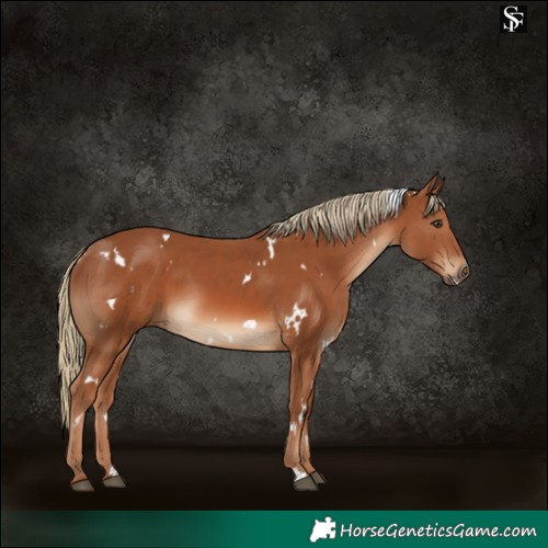 Horse Color:White Spotted Chestnut 