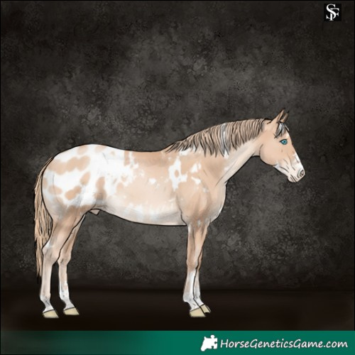 Horse Color:White Spotted Gold Champagne Pearl Appaloosa 