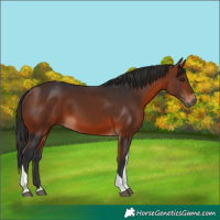 Horse Color:Bay Tobiano 