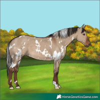 Horse Color:White Spotted Liver Red Dun 