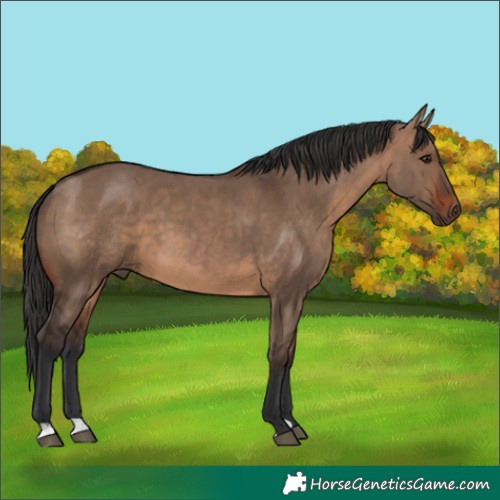 Horse Color:Brown Dun 