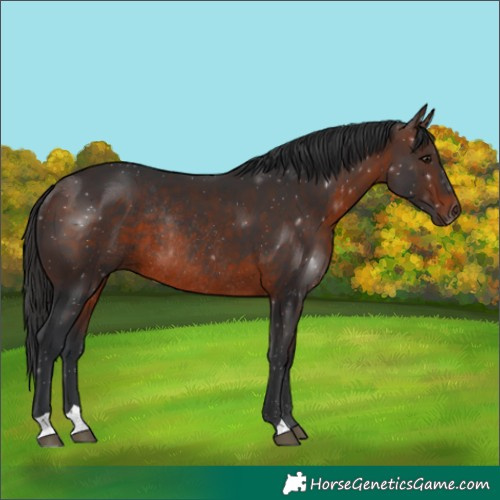Horse Color:Brown Rabicano 