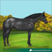 Horse Color:Black 