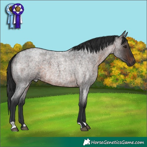 Horse Color:Brown Roan