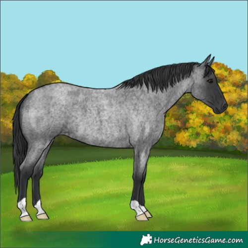 Horse Color:Blue Roan