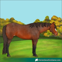 Horse Color:Bay Appaloosa  and Bay Frame Appaloosa 
