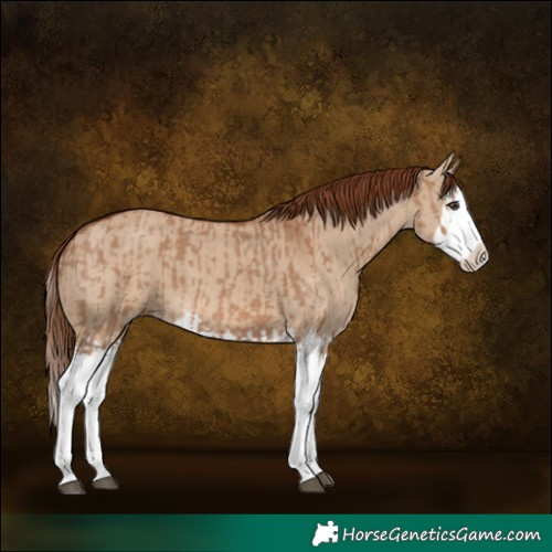 Horse Color:Red Dun Splash and Red Dun Splash