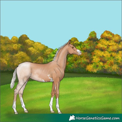 Horse Color:Silver Black Pearl 