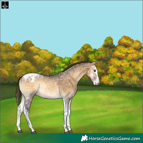 Horse Color:Buckskin Ice Onyx Splash Tobiano Appaloosa Rabicano