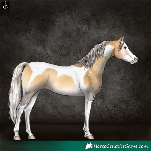 Horse Color:Silver Buckskin Onyx Splash Tobiano Varnish Rabicano 