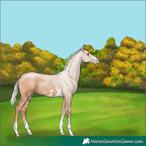 Horse Color:Silver Black Pearl 