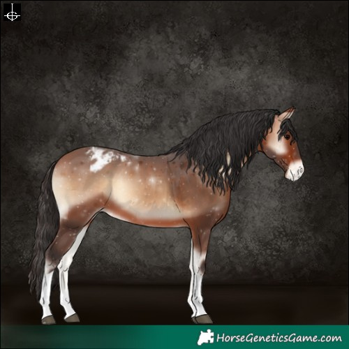 Horse Color:Bay Onyx Tobiano Appaloosa Rabicano