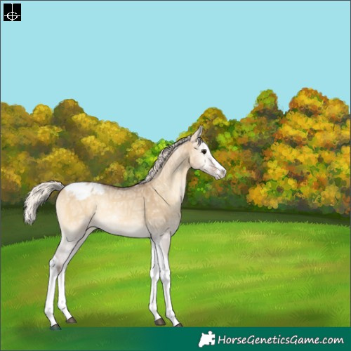 Horse Color:Silver Buckskin Ice Onyx Splash Tobiano Varnish Rabicano 