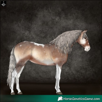 Horse Color:Silver Brown Onyx Tobiano Appaloosa Rabicano 