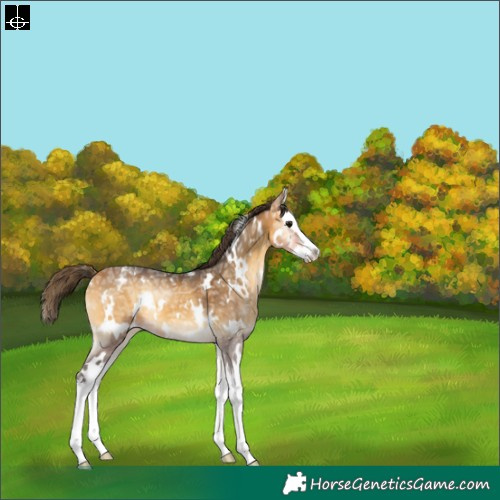 Horse Color:White Spotted Buckskin Ice Onyx Splash Varnish Rabicano 