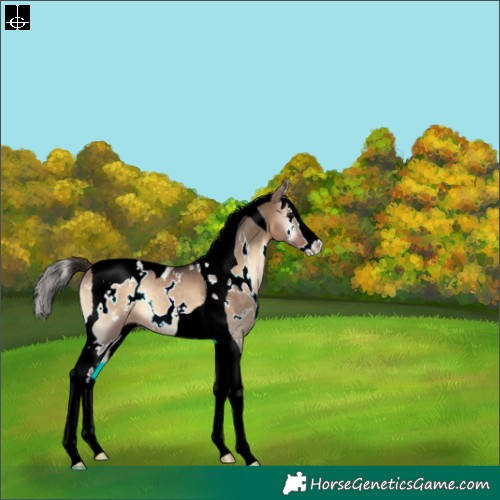 Horse Color:White Spotted Brown Onyx Splash Tobiano Varnish Rabicano 