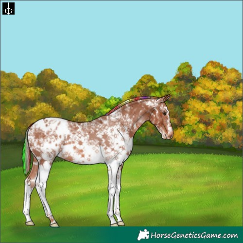 Horse Color:Painted Chestnut Sabino Varnish 