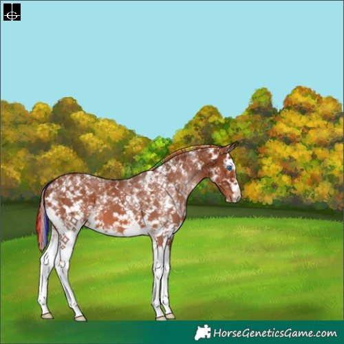 Horse Color:Painted Chestnut Sabino Splash