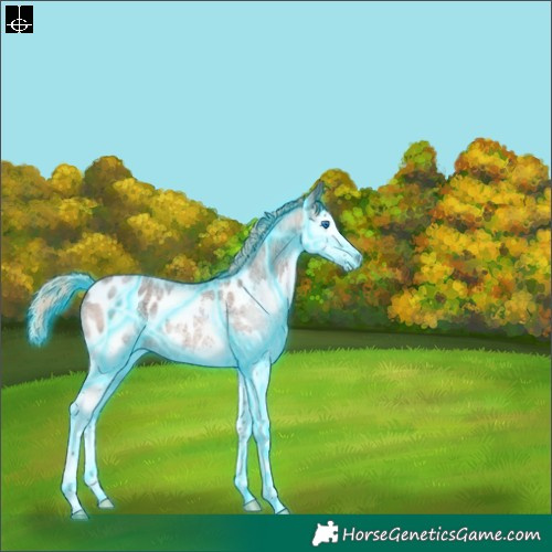 Horse Color:Thunderstruck Red Ice Roan Sabino Splash Blanket 