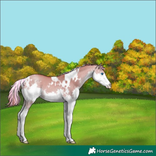 Horse Color:Painted White Spotted Red Dun Splash 